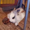 Yummy crunchy apple ball