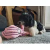 A happy dog