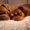 Gaston og Lulu i fnug sengen