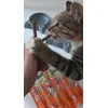Simba loves dreamies meaty sticks