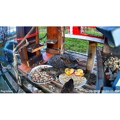 Starling
