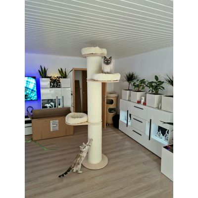 Toller Kratzbaum wird sofort getestet
