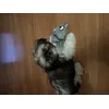 Gizmo