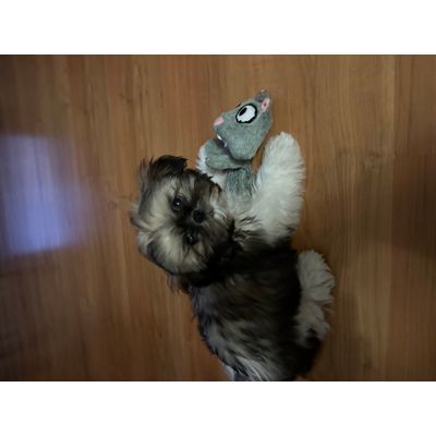 Gizmo