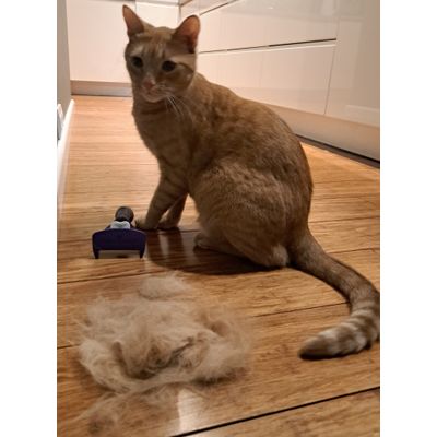 Furminator kontra Czesiek