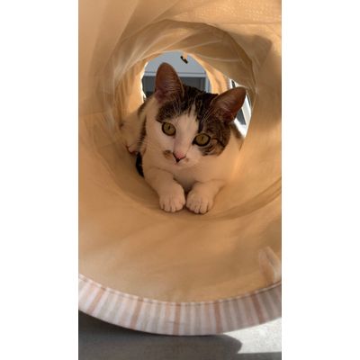 Puk in de tunnel