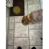 Pollux