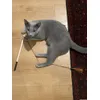 Kitten with a toy
