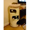 6kg cats fit comfortably inside
