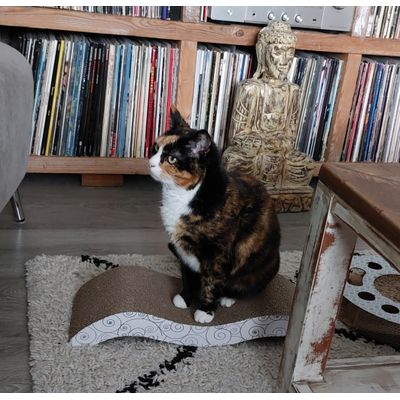 Blije poes