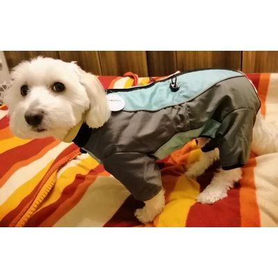 Amir 4 years old Bichon Bolognese 10 kg L 35 cm