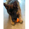 Best ball   For GSD choose size L