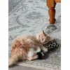 Poes poes