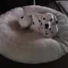 Hundebett Flocke 125cm