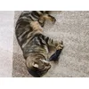 Katzenminze Kissen