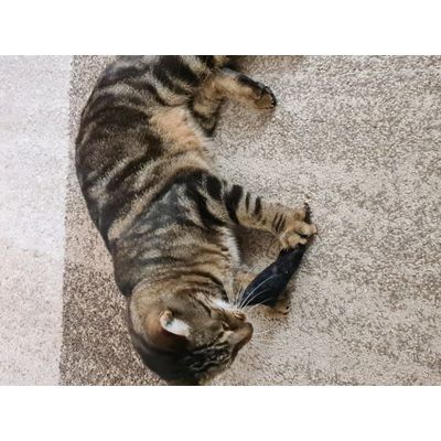 Katzenminze Kissen