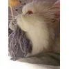 Tolle Katzenangel