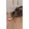 Basil loves his bone