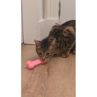 Basil loves his bone