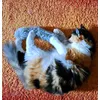 Lolita