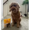My dog loved it all