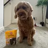 My dog loved it all