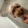 My dog loved it all
