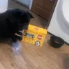 Happy pug
