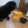 Happy pug
