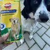 Tasty Chews