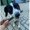 Tasty Chews