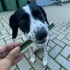 Tasty Chews