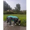 Staffy con pitbull de 32 kg y mucho pecho