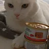 Gourmet Gravy heart white cat