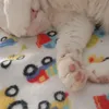 Gourmet Gravy heart white cat