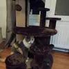 Arbre a chat emil