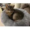 Grey cat tree