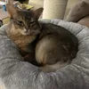 Grey cat tree