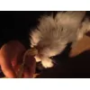 Ricco enjoying his treat