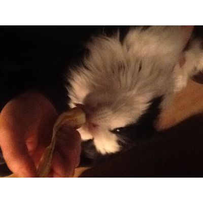 Ricco enjoying his treat