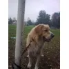 Serpo