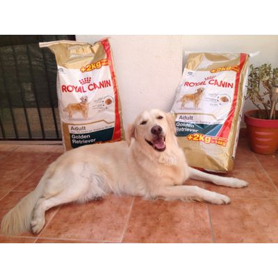 Noa y su pienso