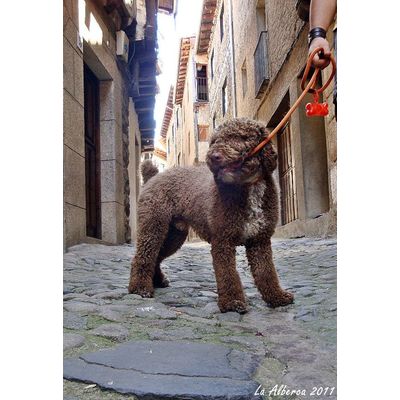 Kurko encantado con su correa irrompible