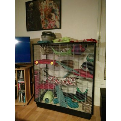 Ready for the ratties