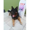 Bruno