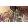 Teo a Catessy