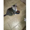 LES 11 CHATS DE MA MERE LES AIMES 