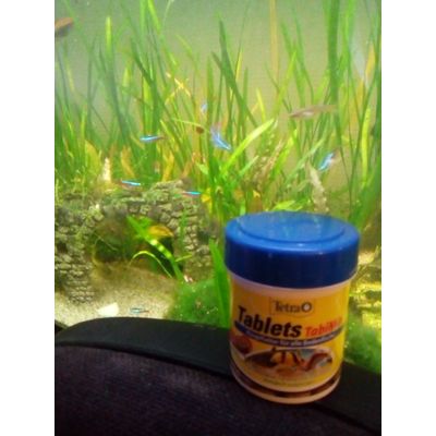 mes poissons et leur pastilles