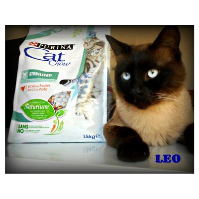 Il mio gatto Leo
