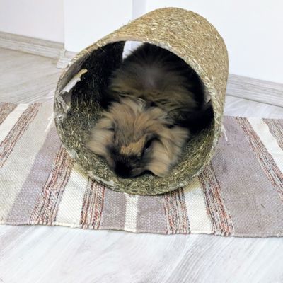 Cookie in the tunel